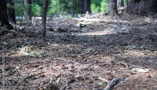 Wallpaper Mural Built up pine needles, dead branches, and pinecones on the forest floor Torontodigital.ca
