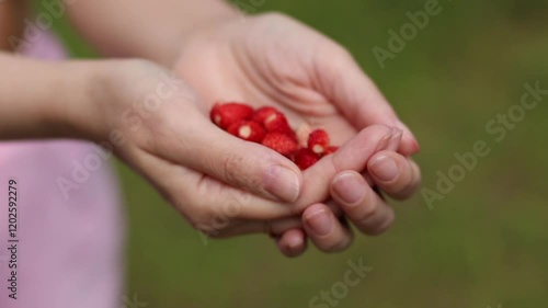 Wild strawberries in hands. Woman holding organic red strawberries in her palms and green grass in the background. close up 