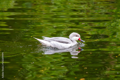 White-cheeked Pintail (Anas bahamensis) in Wetlands of the Americas photo