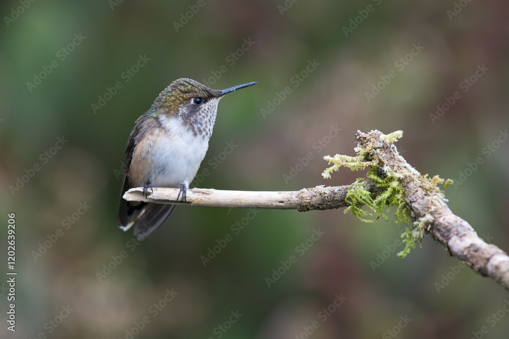 Fototapeta premium Inaguaster hummingbird (Nesophlox lyura), Parque National Los Quetzales, Costa Rica, Central America