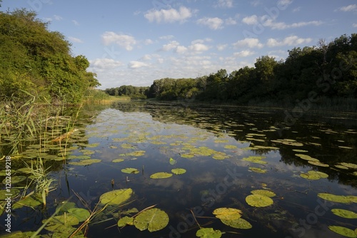 Alluvial forest, water, bank, reeds, pond lilies, leaves, Lower Austria photo