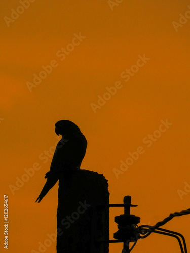 Parrot silhouette against orange sky.
