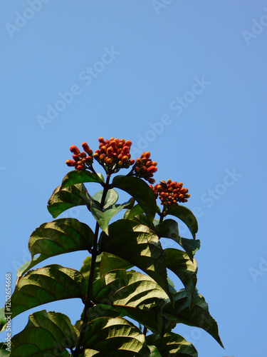 Plant with green leaves and red buds against blue sky.
