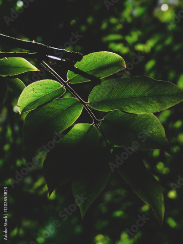 Green foliage against sunlight.
