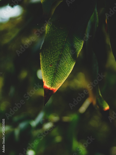 Green leaf against the sun, yellowing natural burn plant.


