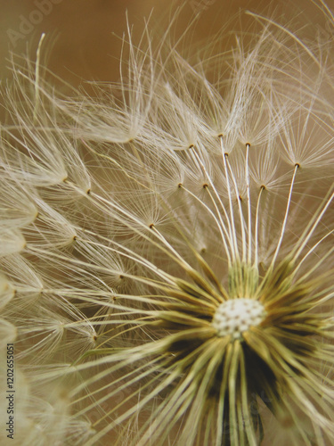 Dandelion core and seeds close-up.
