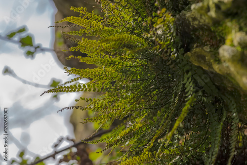 Wallpaper Mural ZANOKCICA SKALNA - roślina z małymi liśćmi rosnąca na skale. Gatunek paproci, który lubi ekstremalne siedliska, osiedlił się na skale w Górach Świętokrzyskich. Torontodigital.ca