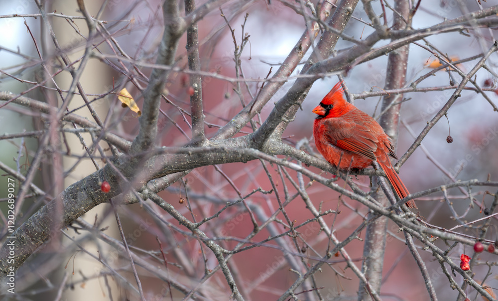 Northern cardinal perched in a tree. Northern cardinal perched in a tree.