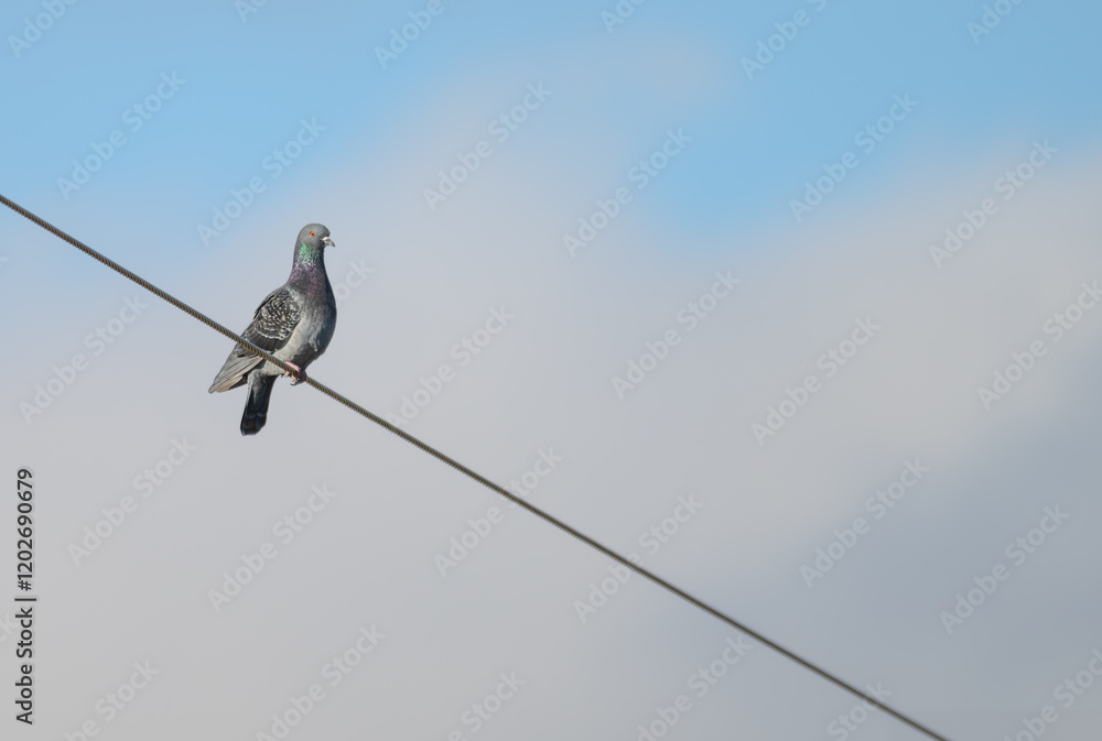 Rock pigeon perched on a telephone wire. Rock pigeon perched on a telephone wire.