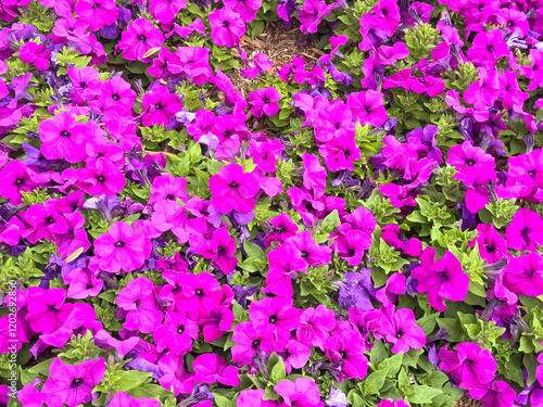 Fotografi Profusion of common garden petunias (binomial name: Petunia x atkinsiana) in an