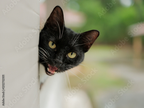 Obraz na płótnie Head black cat begind brickwall with blured background w salonie