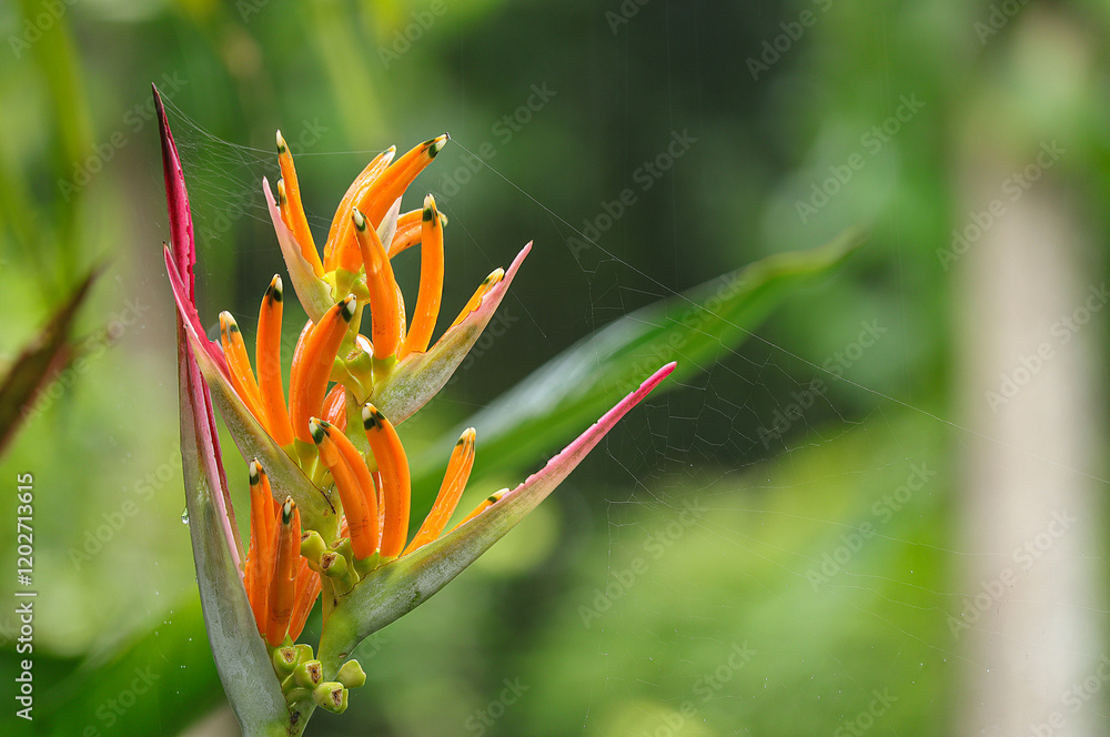 Close up of Heliconia psittacorum or Heliconia Golden Torch, False Bird of Paradise Flower blooming in rainy days.Tropical flowers Close up of Heliconia psittacorum or Heliconia Golden Torch, False Bird of Paradise Flower blooming in rainy days.Tropical flowers