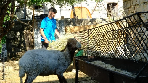 Young man giving grass sheep photo