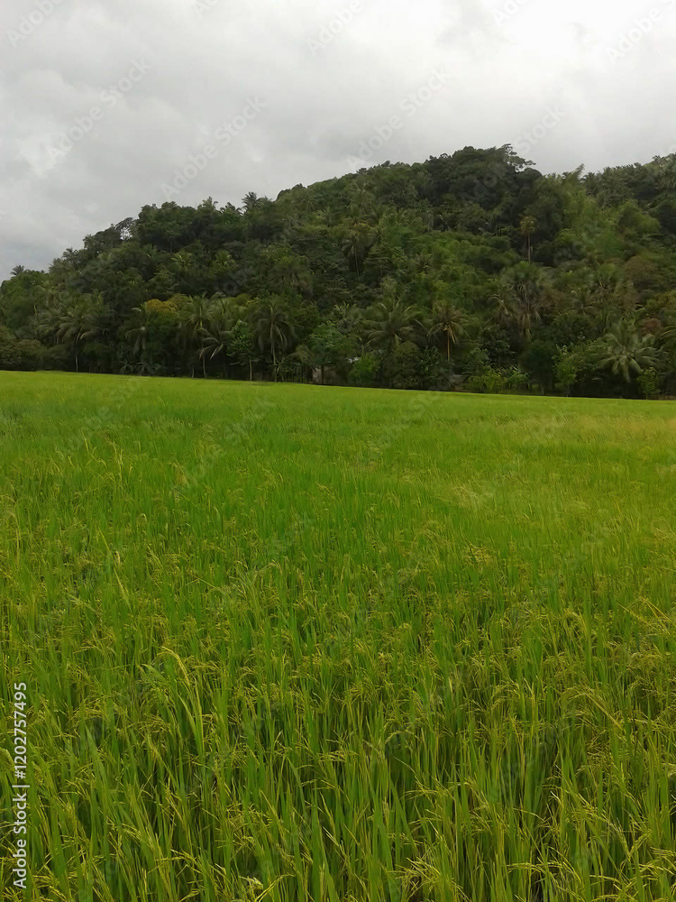 Fototapeta premium A day in a farm