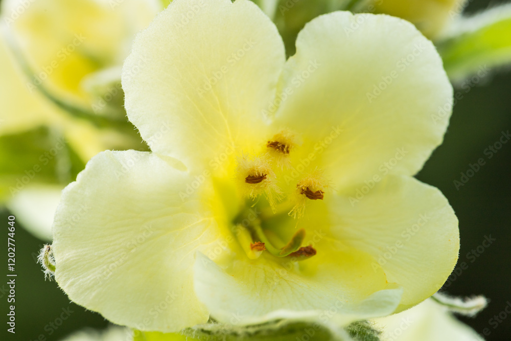 Obraz premium Dziewanna drobnokwiatowa (Verbascum thapsus L.) 
