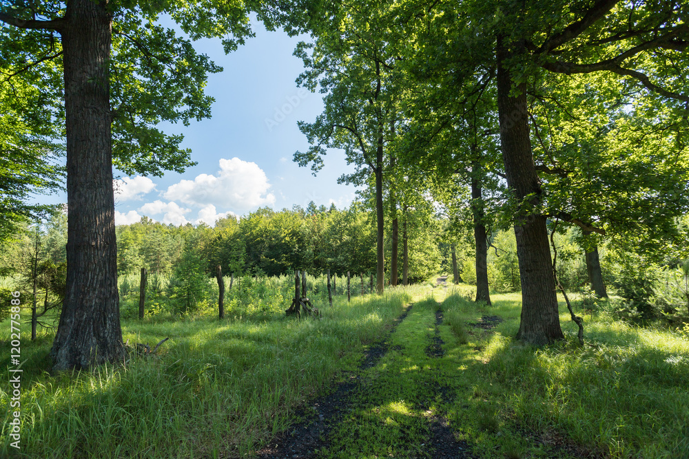 Fototapeta premium Piękna zielona droga leśna latem