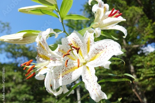 ユリの花