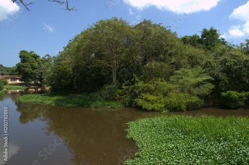 La naturaleza en el estado Miranda,muchisimos arboles centenarios y muchos rios que lo hacen un estado muy verde. photo