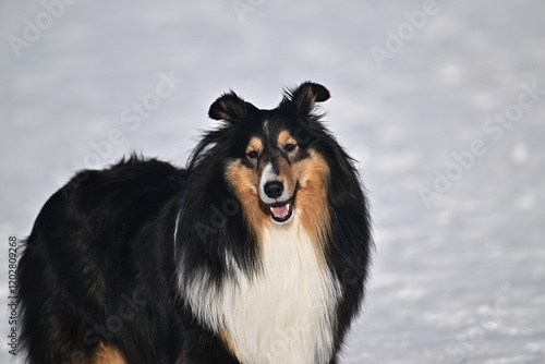 black and white dog