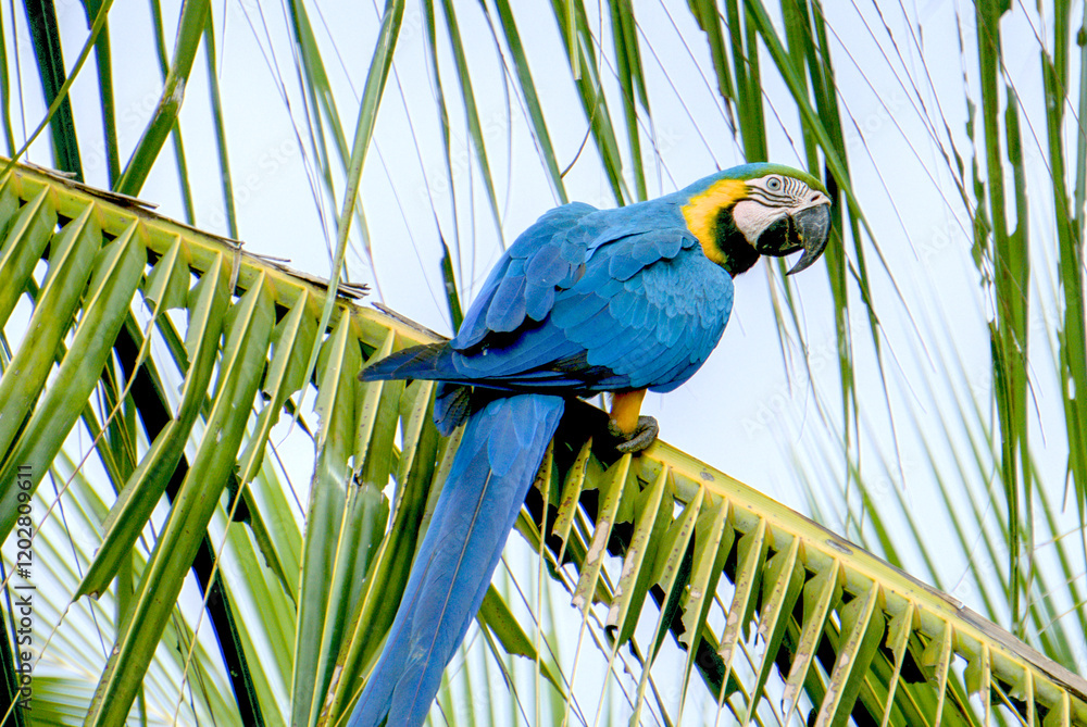 Obraz premium Arara-canindé macaw seen in Três Lagoas, Mato Grosso do Sul, Brazil
