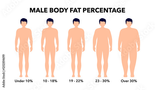 Body fat percentage in overweight and normal adult male silhouettes. Human body composition analysis. Comparison of different types of figures. Obese and thin characters vector illustration.