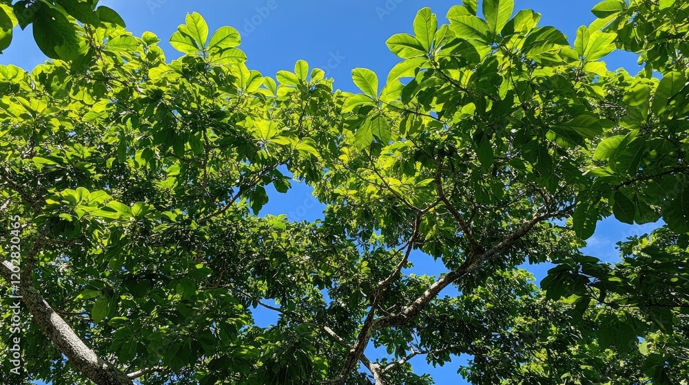 A vibrant green tree canopy with abundant leaves, reaching for the clear, bright blue sky. A vibrant green tree canopy with abundant leaves, reaching for the clear, bright blue sky.