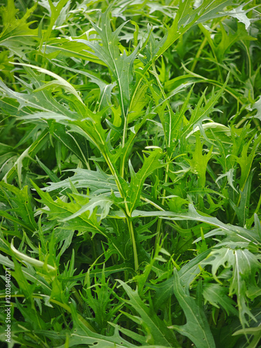 fresh mizuna leaf in garden
