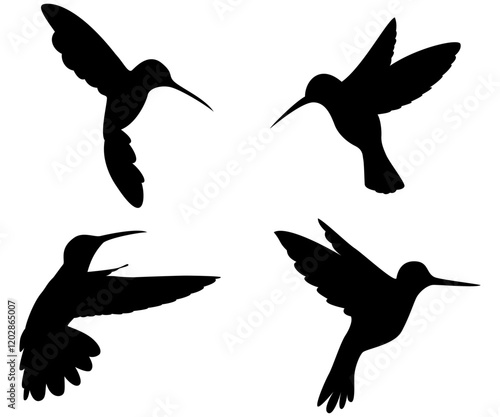 Hummingbird exoctic silhouette collection illustration