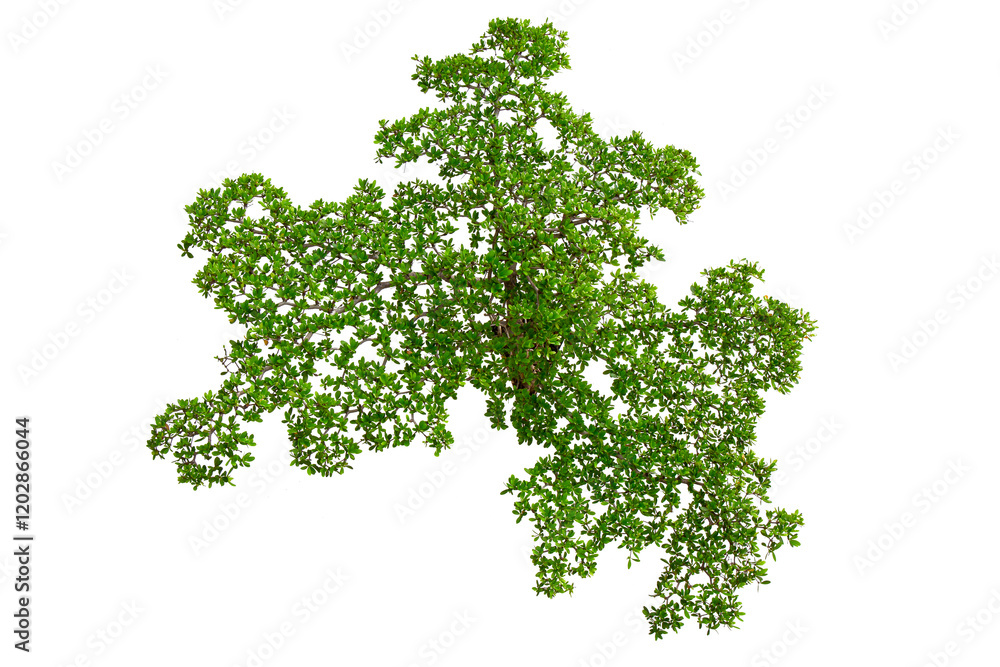 Naklejka premium Top view of plants isolated on white background for green garden and design landscape architecture. Green fresh little plants and leaves on top view pattern.