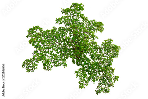 Top view of plants isolated on white background for green garden and design landscape architecture. Green fresh little plants and leaves on top view pattern.