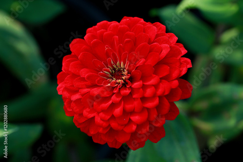 Red Zinnia flower, common zinnia or elegant zinnia in the formal garden Zinnia, bloom, red flower background.