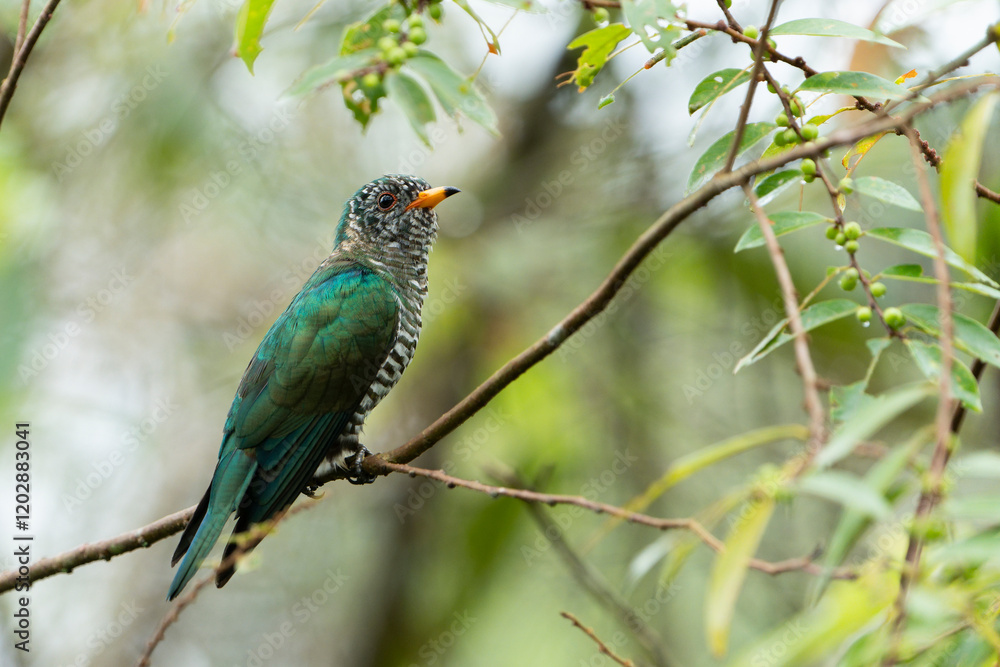 The Asian emerald cuckoo (Chrysococcyx maculatus) is a species of cuckoo in the family Cuculidae The Asian emerald cuckoo (Chrysococcyx maculatus) is a species of cuckoo in the family Cuculidae