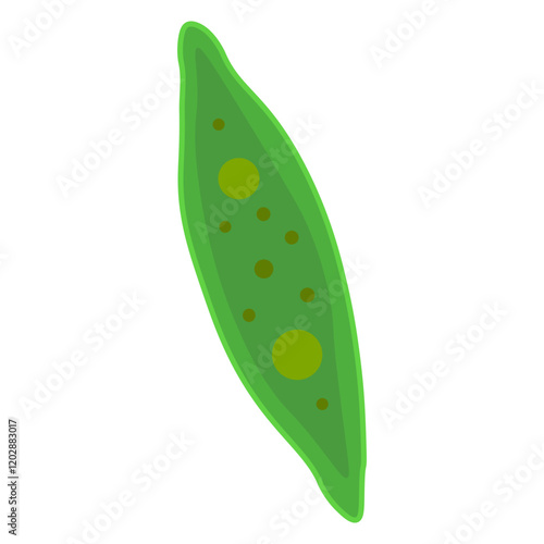 navicula sp