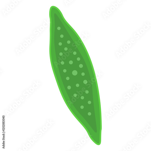nitzschia palea