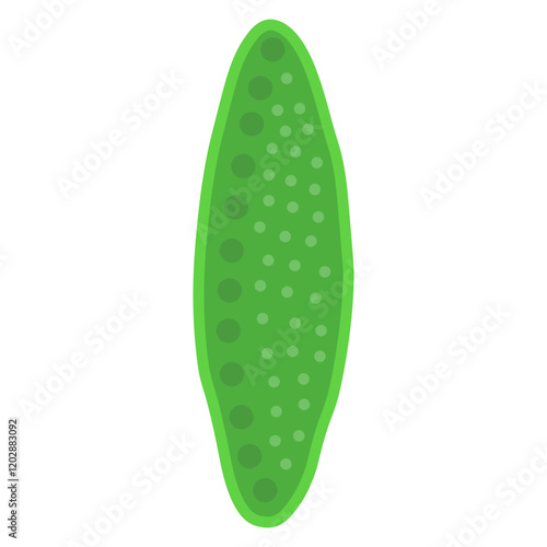 nitzschia palea