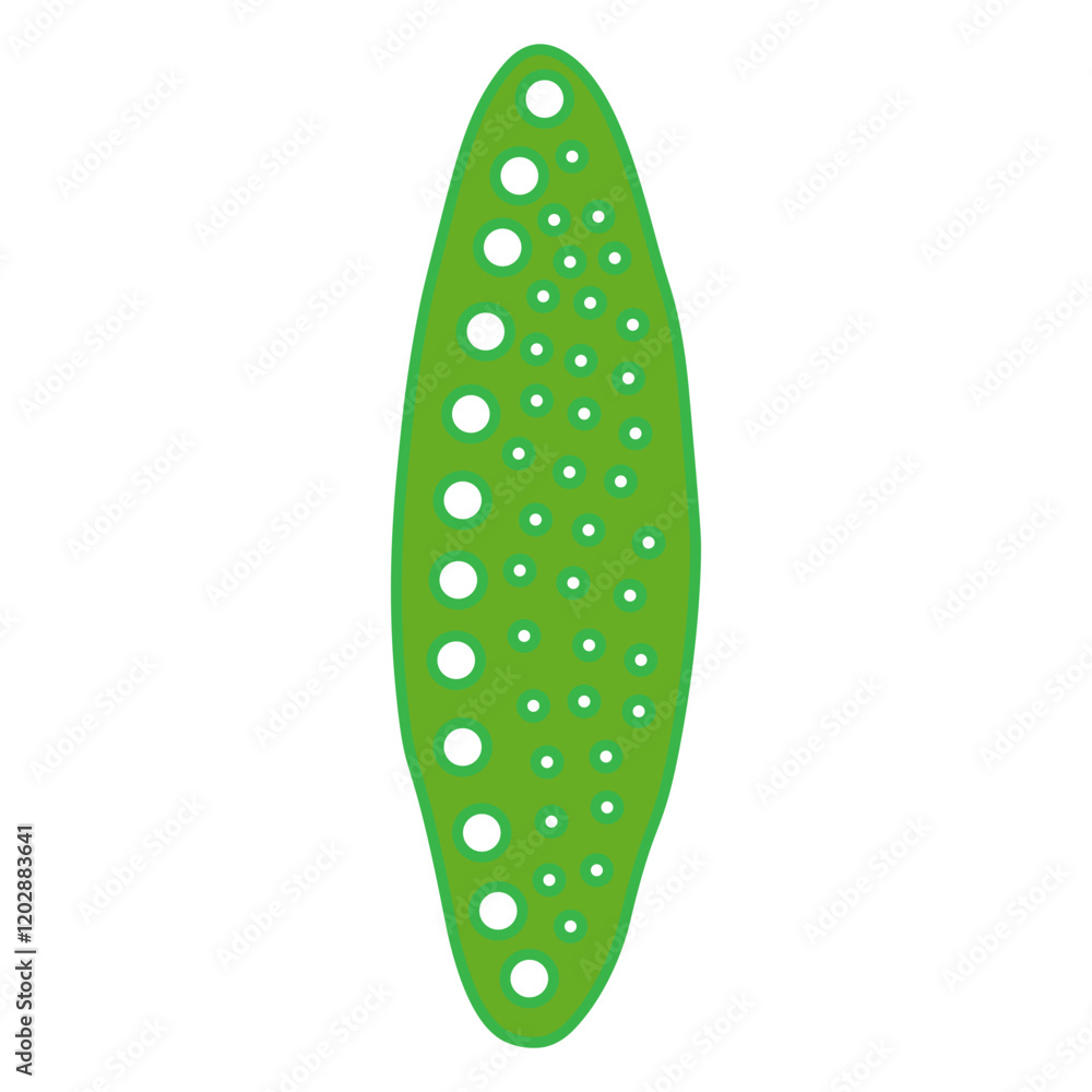 nitzschia palea nitzschia palea