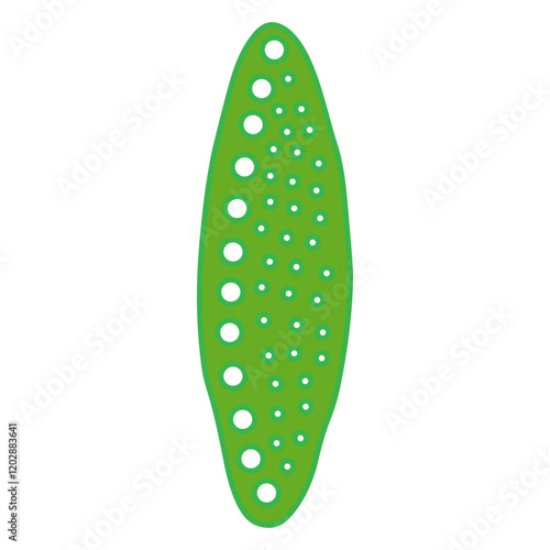 nitzschia palea