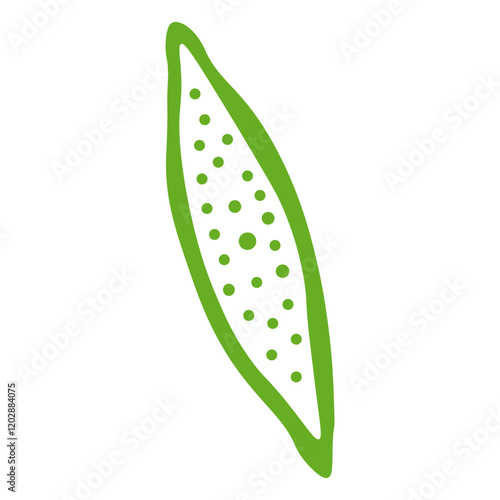 nitzschia palea