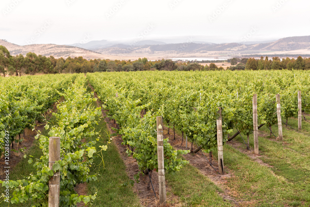 Fototapeta premium Vineyard with rows of grape vines