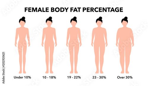 Body fat percentage in overweight and normal adult female silhouettes. Human body composition analysis. Comparison of different types of figures. Obese and thin characters vector illustration.