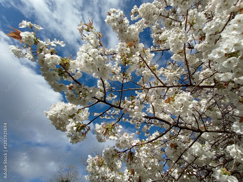 Fototapeta premium white flowers of blooming trees, harbingers of spring