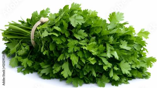 Fresh Parsley Bunch Tied wi...