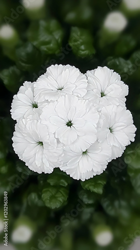 Cluster of delicate white f...