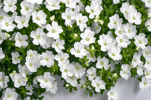 Abundant White Flowers Bloo...