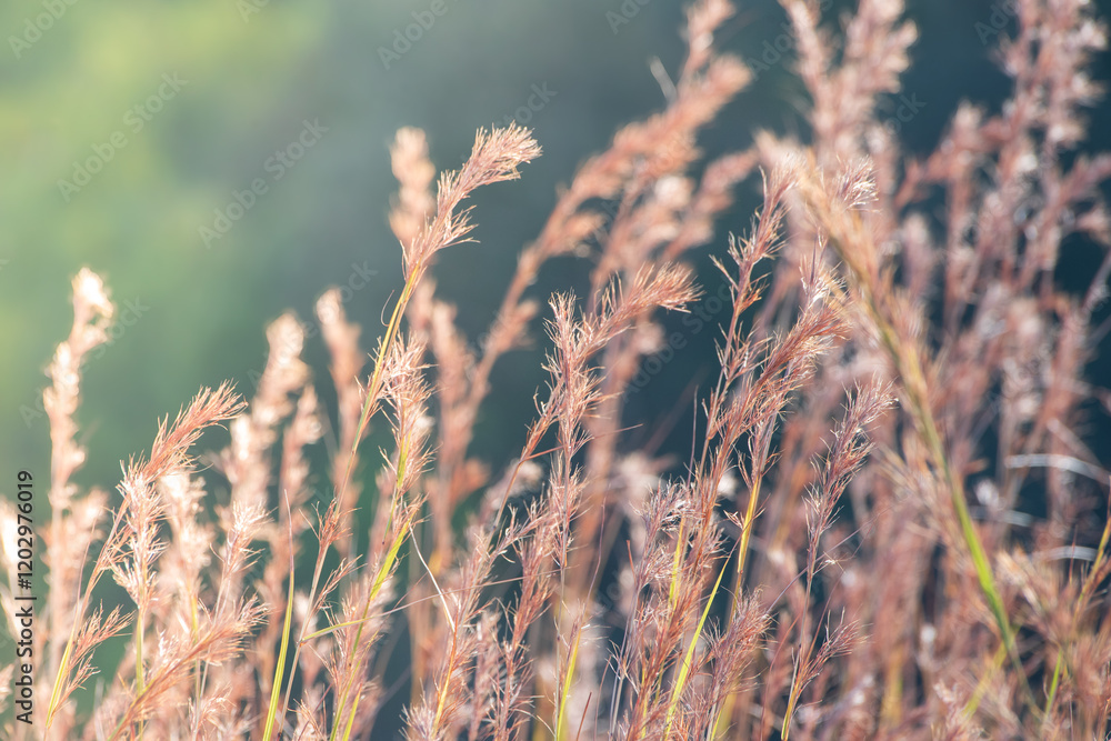Fototapeta premium Dried grass flowers for background, to describe the image of winter and to use as wallpaper.