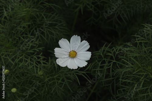white cosmos  flower