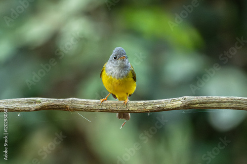 Cute grey headed canary flycatcher perching on a twig from Thailand.Little bird perched on branch tree on green leaves background.Nature animal wildlife concept. photo