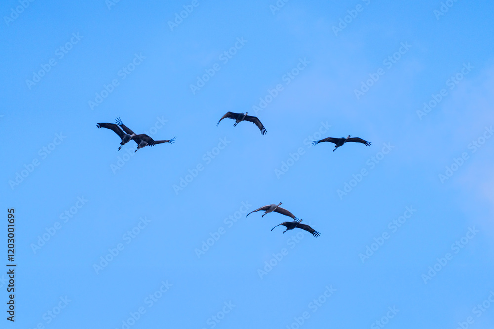 cranes flying in the snowy sky cranes flying in the snowy sky