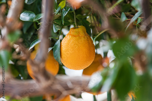 Hallabong fruit with bumpy skin. Citrus reticulata 'Shiranui', Dekopon, Sumo, Sumo citrus, shiranuhi
