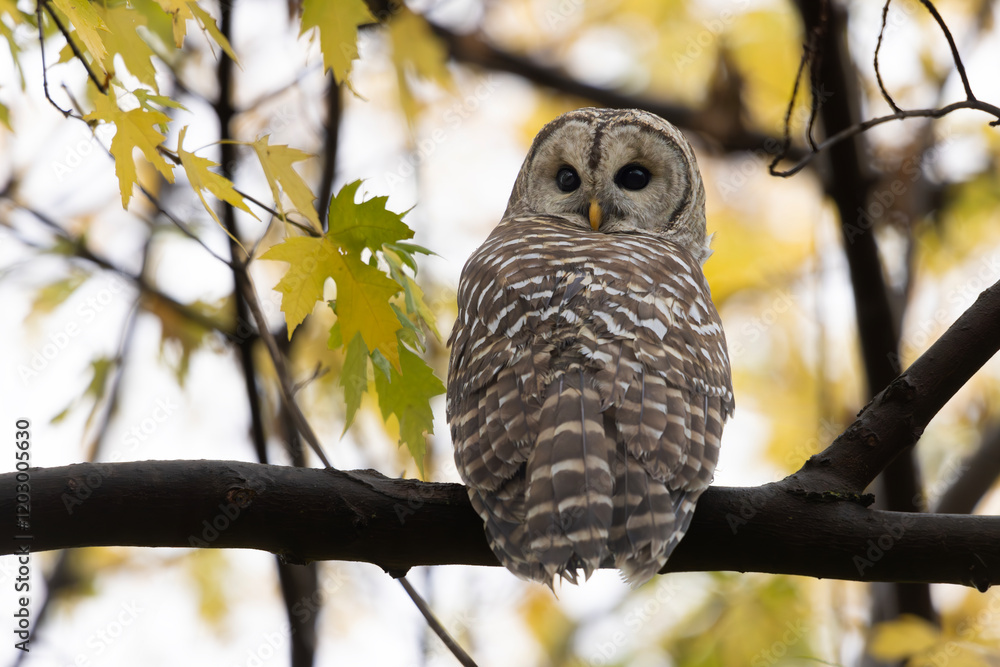 Fototapeta premium Barred owl Strix varia looking over its shoulder perched high in a tree with golden autumn leaves